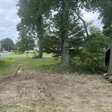 Tree-Removal-with-Bee-Hive-in-Stevensville-MD 2